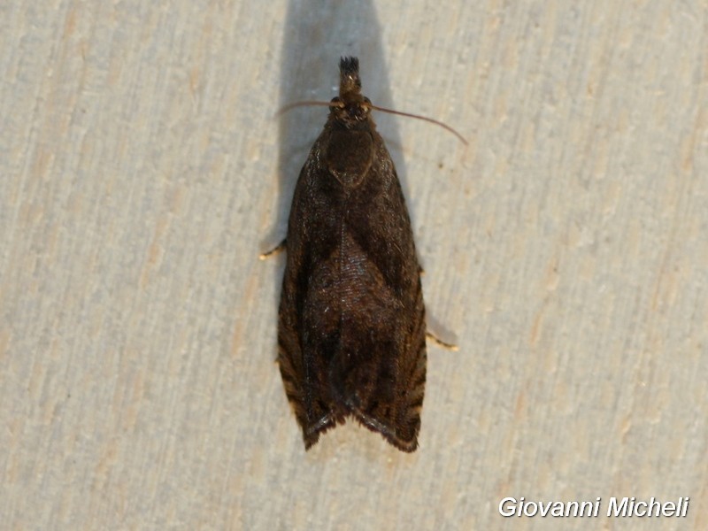 Tortricidae 2 da ID, Dichrorampha simpliciana